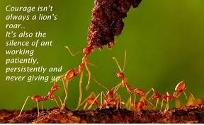 Life Lessons 3 things I learned from ants